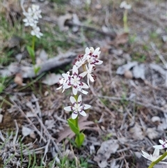 Wurmbea dioica subsp. dioica (Early Nancy) at Theodore, ACT - 20 Sep 2025 by VeraKurz