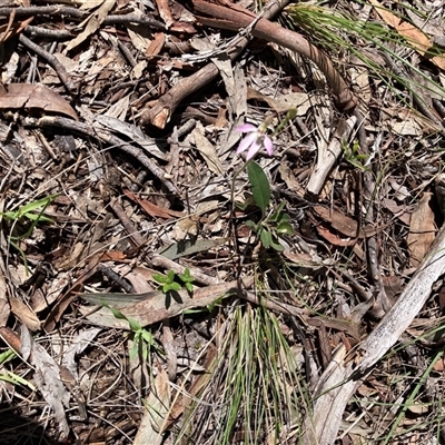 Goodenia hederacea subsp. hederacea (Ivy Goodenia, Forest Goodenia) at Crace, ACT - 20 Sep 2025 by Rosie