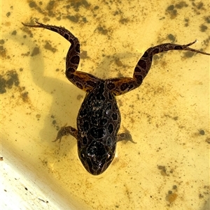 Limnodynastes tasmaniensis (Spotted Grass Frog) at Throsby, ACT - 16 Sep 2025 by davidcunninghamwildlife