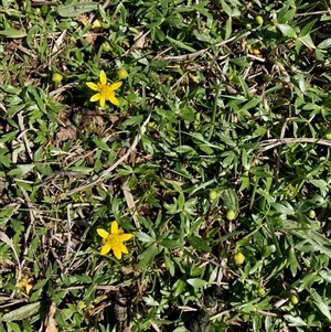 Ranunculus amphitrichus at Nicholls, ACT - 14 Sep 2025 by Rosie
