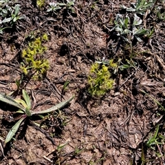 Drosera (genus) (A Sundew) at Crace, ACT - 20 Sep 2025 by Rosie