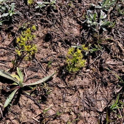 Drosera (genus) (A Sundew) at Crace, ACT - 20 Sep 2025 by Rosie