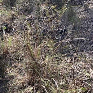 Cassytha pubescens (Devil's Twine) at Crace, ACT - 20 Sep 2025 by Rosie