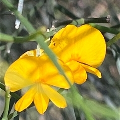 Unverified Plant by pls047