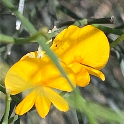 Unverified Plant at  - suppressed by pls047