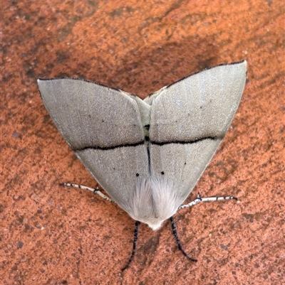 Gastrophora henricaria (Fallen-bark Looper, Beautiful Leaf Moth) at Hackett, ACT - 20 Sep 2025 by JochenZeil