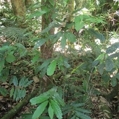 Pseuduvaria froggattii at Syndicate, QLD - 30 Jan 2015 by JasonPStewart