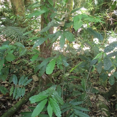 Pseuduvaria froggattii at Syndicate, QLD - 30 Jan 2015 by JasonPStewart