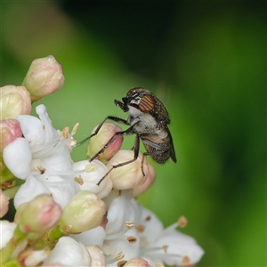 Stomorhina (genus) (A nose fly) at Downer, ACT - 21 Sep 2025 by RobertD