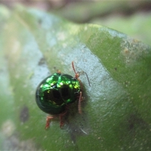 Hysmatodon (genus) (A leaf beetle) at Syndicate, QLD - 30 Jan 2015 by JasonPStewartNMsnc2016