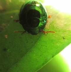 Hysmatodon (genus) at Syndicate, QLD - 30 Jan 2015 11:53 AM