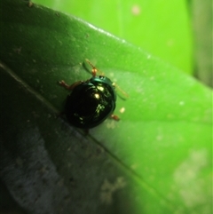 Hysmatodon (genus) at Syndicate, QLD - 30 Jan 2015 11:53 AM