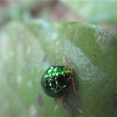 Hysmatodon (genus) at Syndicate, QLD - 30 Jan 2015 11:53 AM