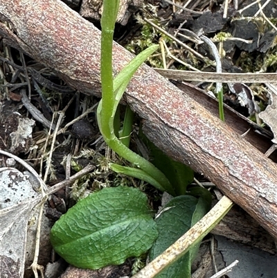 Pterostylis pedunculata (Maroonhood) at Aranda, ACT - 21 Sep 2025 by lbradley