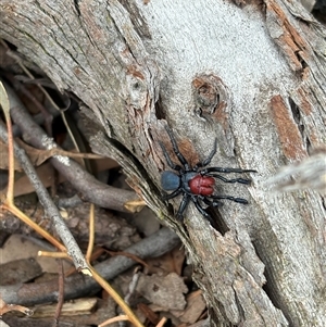 Missulena occatoria (Red-headed Mouse Spider) at Hawker, ACT - 21 Sep 2025 by LeahColebrook