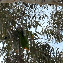 Polytelis swainsonii (Superb Parrot) at Mitchell, ACT - 21 Sep 2025 by LeahColebrook