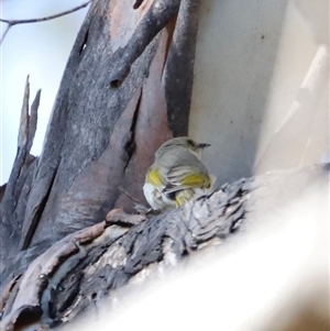 Ptilotula fusca (Fuscous Honeyeater) by JimL