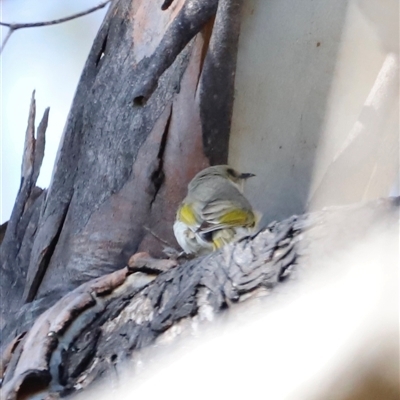 Ptilotula fusca (Fuscous Honeyeater) at  - suppressed by JimL