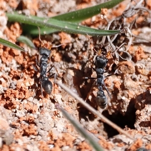 Myrmecia sp., pilosula-group (Jack jumper) at Rendezvous Creek, ACT - 20 Sep 2025 by JimL
