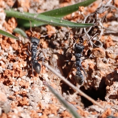 Myrmecia sp., pilosula-group (Jack jumper) at Rendezvous Creek, ACT - 20 Sep 2025 by JimL
