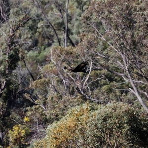 Aquila audax (Wedge-tailed Eagle) at Rendezvous Creek, ACT - 20 Sep 2025 by JimL