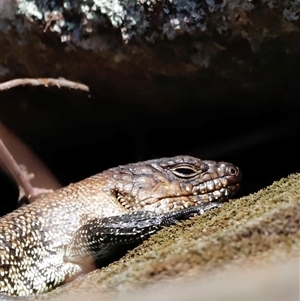 Egernia cunninghami (Cunningham's Skink) at Rendezvous Creek, ACT - 20 Sep 2025 by JimL