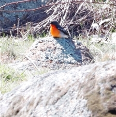 Petroica phoenicea (Flame Robin) at Rendezvous Creek, ACT - 20 Sep 2025 by JimL