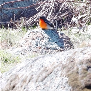 Petroica phoenicea (Flame Robin) at Rendezvous Creek, ACT - 20 Sep 2025 by JimL