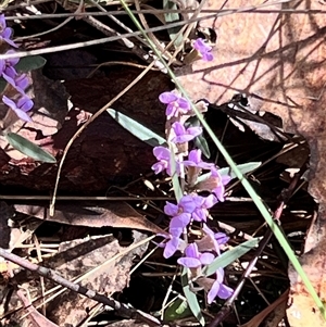Hovea heterophylla (Common Hovea) at Booth, ACT - 20 Sep 2025 by JimL