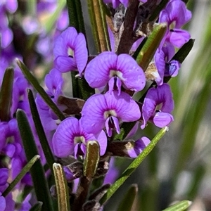 Hovea asperifolia subsp. asperifolia (Rosemary Hovea) at Booth, ACT - 20 Sep 2025 by JimL