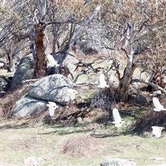 Cacatua galerita (Sulphur-crested Cockatoo) at Rendezvous Creek, ACT - 20 Sep 2025 by JimL