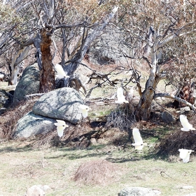 Cacatua galerita (Sulphur-crested Cockatoo) at Rendezvous Creek, ACT - 20 Sep 2025 by JimL