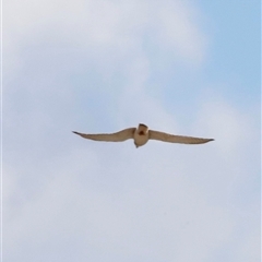 Falco cenchroides (Nankeen Kestrel) at Rendezvous Creek, ACT - 20 Sep 2025 by JimL