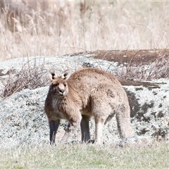 Macropus giganteus (Eastern Grey Kangaroo) at Rendezvous Creek, ACT - 20 Sep 2025 by JimL