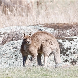 Macropus giganteus (Eastern Grey Kangaroo) at Rendezvous Creek, ACT - 20 Sep 2025 by JimL