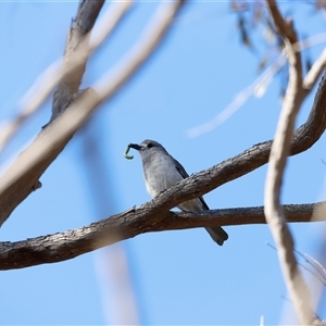 Colluricincla harmonica (Grey Shrikethrush) at Booth, ACT - 20 Sep 2025 by JimL