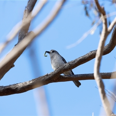 Colluricincla harmonica (Grey Shrikethrush) at Booth, ACT - 20 Sep 2025 by JimL