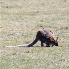 Notamacropus rufogriseus (Red-necked Wallaby) at Rendezvous Creek, ACT - 20 Sep 2025 by JimL