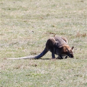 Notamacropus rufogriseus (Red-necked Wallaby) at Rendezvous Creek, ACT - 20 Sep 2025 by JimL