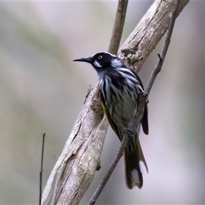 Phylidonyris novaehollandiae (New Holland Honeyeater) at Lilli Pilli, NSW - 18 Sep 2025 by jb2602