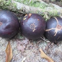 Garcinia warrenii (indigenous mangosteen) at Syndicate, QLD - 10 Jan 2016 by JasonPStewart