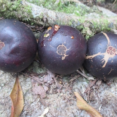 Garcinia warrenii (indigenous mangosteen) at Syndicate, QLD - 10 Jan 2016 by JasonPStewart