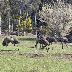 Dromaius novaehollandiae (Emu) at Uriarra Village, ACT - 14 Sep 2025 by jhotchin