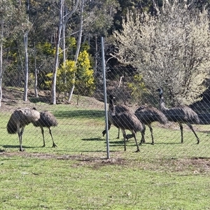 Dromaius novaehollandiae (Emu) at Uriarra Village, ACT - 14 Sep 2025 by jhotchin