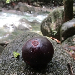 Garcinia warrenii (indigenous mangosteen) at Syndicate, QLD - 16 Jan 2024 by JasonPStewartNMsnc2016