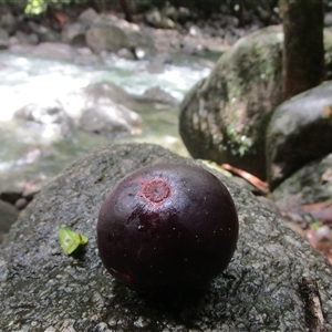 Garcinia warrenii (indigenous mangosteen) at Syndicate, QLD - 16 Jan 2024 by JasonPStewartNMsnc2016