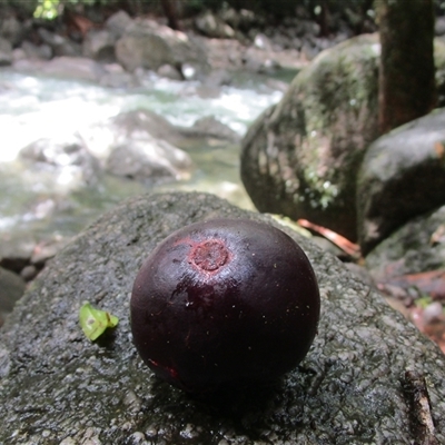 Garcinia warrenii (indigenous mangosteen) at Syndicate, QLD - 16 Jan 2024 by JasonPStewartNMsnc2016