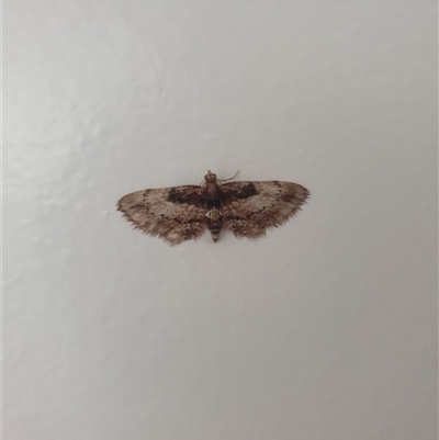 Chloroclystis approximata (Plumed or Cherry Looper) at Sandy Bay, TAS - 19 Sep 2025 by Detritivore