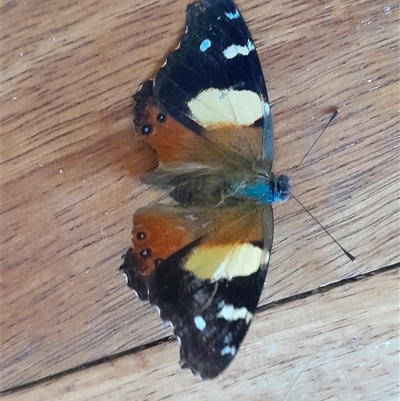 Vanessa itea (Yellow Admiral) at Pappinbarra, NSW - 21 Sep 2025 by jonvanbeest