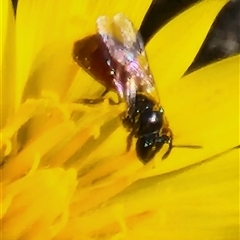 Exoneura sp. (genus) (A reed bee) at Gundaroo, NSW - 19 Sep 2025 by Gunyijan